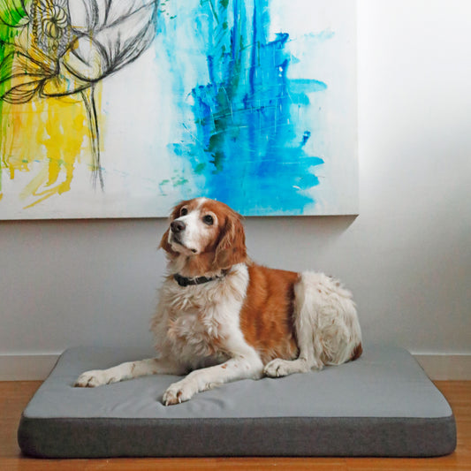Cama de perro viscoelástica ortopédica