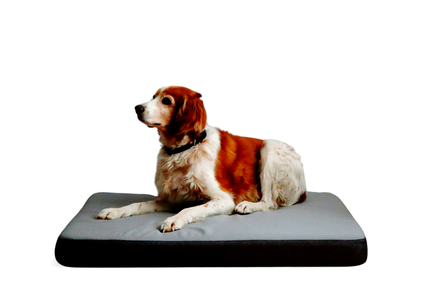Cama de perro viscoelástica ortopédica